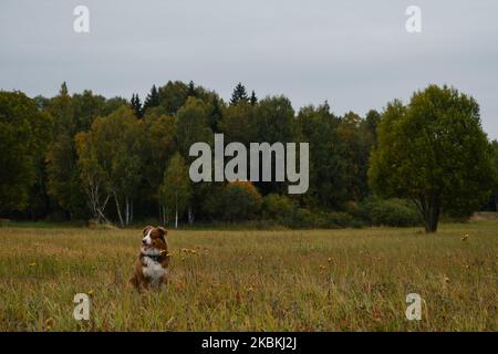 Concetto di Unione degli animali domestici con la natura. Il pastore australiano marrone siede sullo sfondo della foresta verde dorato mista autunno e sorrisi. Buon cane australiano Foto Stock