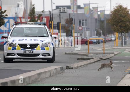 Un coniglio attraversa una strada principale che è vuota di traffico come una macchina di polizia è visto sullo sfondo come pattugliamento della zona a Christchurch, Nuova Zelanda, il 01 aprile, 2020.Â Nuova Zelanda è stato bloccato per quattro weeksÂ nel tentativo di minimizzare la diffusione del virus Covid-19 dal 25th marzo. Ci sono attualmente 708 casi di COVID-19 in Nuova Zelanda e una persona è morta a causa del virus. (Foto di Sanka Vidanagama/NurPhoto) Foto Stock