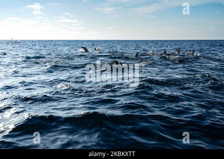 Delfini comuni e cormorani neri che si nutrono nell'oceano Pacifico blu vicino alla costa di San Diego Foto Stock