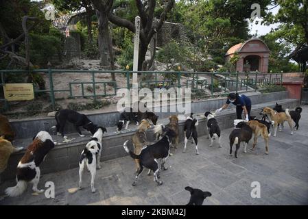 Un membro dello staff di Sneha’s Care alimenta i cani da strada durante il blocco per motivi di preoccupazione circa la diffusione del virus Corona (COVID-19) a Kathmandu, Nepal, lunedì 06 aprile 2020. (Foto di Narayan Maharjan/NurPhoto) Foto Stock