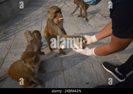 Un membro dello staff di Sneha’s Care alimenta le scimmie durante il blocco per quanto riguarda la diffusione del virus Corona (COVID-19) a Kathmandu, Nepal, lunedì 06 aprile 2020. (Foto di Narayan Maharjan/NurPhoto) Foto Stock