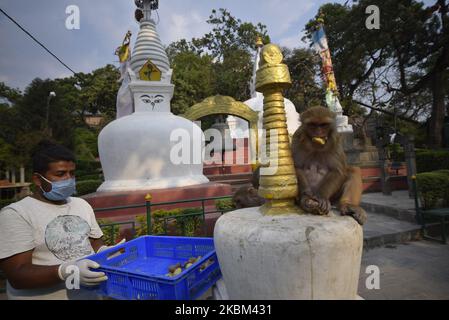 Un membro dello staff di Sneha’s Care alimenta le scimmie durante il blocco per quanto riguarda la diffusione del virus Corona (COVID-19) a Kathmandu, Nepal, lunedì 06 aprile 2020. (Foto di Narayan Maharjan/NurPhoto) Foto Stock