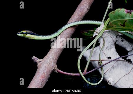 Elegante serpente Bronzeback, Dendrelaphis formosus Foto Stock