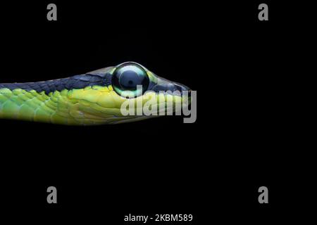 Elegante serpente Bronzeback, Dendrelaphis formosus Foto Stock