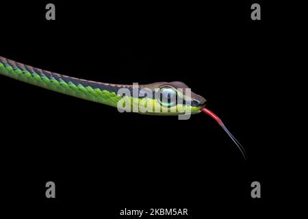 Elegante serpente Bronzeback, Dendrelaphis formosus Foto Stock