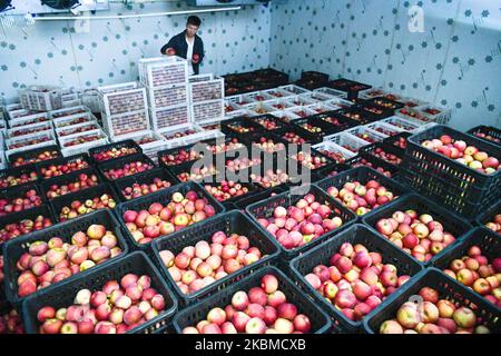 Weining, China's Guizhou Province. 3rd Nov, 2022. A farmer checks apples at a cold storage warehouse in Zhongshui Township of Weining Yi, Hui and Miao Autonomous County, southwest China's Guizhou Province, Nov. 3, 2022. Weining County, with its natural advantages of high sea-level, low-latitude, long sun-exposure time and large temperature difference in day and night, has developed apple planting that brought wealth to local people. Credit: Yang Wenbin/Xinhua/Alamy Live News Stock Photo