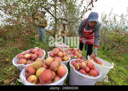 Weining, provincia cinese di Guizhou. 3rd Nov 2022. Gli agricoltori raccolse le mele in un frutteto nella Contea autonoma di Niufeng, Weining Yi, Hui e Miao, provincia di Guizhou, nel sud-ovest della Cina, 3 novembre 2022. Weining County, con i suoi vantaggi naturali di alto livello del mare, bassa latitudine, lungo tempo di esposizione al sole e grande differenza di temperatura di giorno e di notte, ha sviluppato la piantagione di mele che ha portato ricchezza alla gente locale. Credit: Yang Wenbin/Xinhua/Alamy Live News Foto Stock