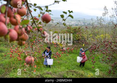 Weining, provincia cinese di Guizhou. 3rd Nov 2022. Gli agricoltori raccolse le mele in un frutteto nella Contea autonoma di Niufeng, Weining Yi, Hui e Miao, provincia di Guizhou, nel sud-ovest della Cina, 3 novembre 2022. Weining County, con i suoi vantaggi naturali di alto livello del mare, bassa latitudine, lungo tempo di esposizione al sole e grande differenza di temperatura di giorno e di notte, ha sviluppato la piantagione di mele che ha portato ricchezza alla gente locale. Credit: Yang Wenbin/Xinhua/Alamy Live News Foto Stock