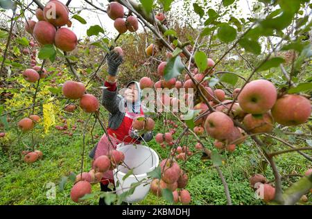 Weining, provincia cinese di Guizhou. 3rd Nov 2022. Un contadino raccoglie le mele in un frutteto nella contea autonoma di Niufeng, Weining Yi, Hui e Miao, provincia di Guizhou, nel sud-ovest della Cina, 3 novembre 2022. Weining County, con i suoi vantaggi naturali di alto livello del mare, bassa latitudine, lungo tempo di esposizione al sole e grande differenza di temperatura di giorno e di notte, ha sviluppato la piantagione di mele che ha portato ricchezza alla gente locale. Credit: Yang Wenbin/Xinhua/Alamy Live News Foto Stock