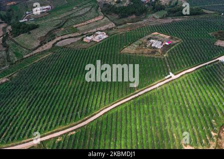 Weining. 3rd Nov 2022. Questa foto aerea scattata il 3 novembre 2022 mostra un frutteto di mele nella contea autonoma di Weining Yi, Hui e Miao, nella provincia di Guizhou, nel sud-ovest della Cina. Weining County, con i suoi vantaggi naturali di alto livello del mare, bassa latitudine, lungo tempo di esposizione al sole e grande differenza di temperatura di giorno e di notte, ha sviluppato la piantagione di mele che ha portato ricchezza alla gente locale. Credit: Yang Wenbin/Xinhua/Alamy Live News Foto Stock