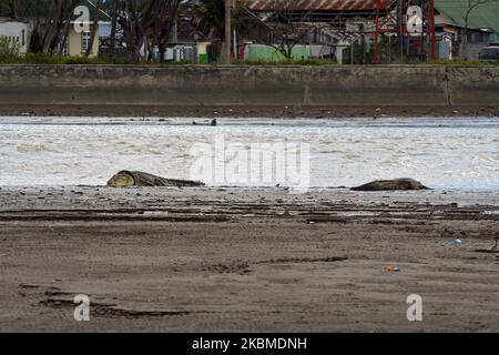 Un coccodrillo selvaggio catturato in una gomma di motociclo sale a terra e si crogiola nel fiume in Palu, provincia di Sulawesi centrale, Indonesia, martedì (4/14/2020). Il coccodrillo intrappolato nel pneumatico dal 2016 è riapparso dopo che è scomparso. Vari sforzi di salvataggio contro il coccodrillo sono stati effettuati dal governo locale insieme con l'esperto australiano della fauna selvatica Matt Wright e l'esperto americano della fauna selvatica Forrest Galante, ma ancora fallito. Il governo locale prevede di riprendere il salvataggio del coccodrillo dopo la fine della pandemia COVID-19. (Foto di Mohamad Hamzah/NurPhoto) Foto Stock