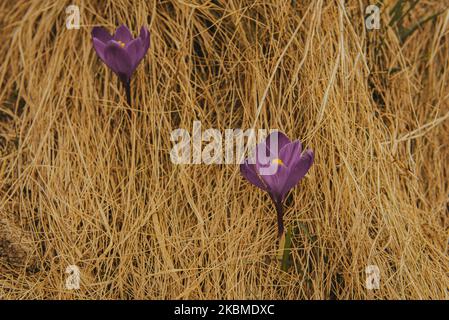 Tenero Crocus in montagna. Primi fiori in primavera tra l'erba gialla. Immagine con profondità di campo ridotta. Fiore con petali viola Foto Stock