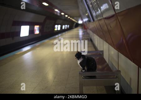 Il gatto randagio si trova nella stazione della metropolitana di Taksim a Istanbul, Turchia il 18 aprile 2020. Il governo turco ha dichiarato un coprifuoco di 48 ore per prevenire la diffusione dell'epidemia di coronavirus (COVID-19), Istanbul Streets, i quartieri più affollati di Istanbul, cadono in silenzio il 18 aprile 2020. (Foto di CEM TekkeÅŸinoÄŸlu/NurPhoto) Foto Stock