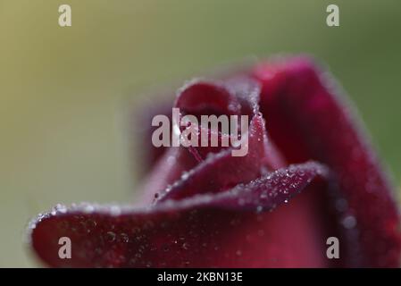 Goccioline d'acqua sul fiore rosso della rosa a Kirtipur; Kathmandu, Nepal il lunedì 27 aprile 2020. (Foto di Narayan Maharjan/NurPhoto) Foto Stock