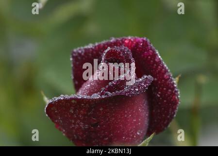 Goccioline d'acqua sul fiore rosso della rosa a Kirtipur; Kathmandu, Nepal il lunedì 27 aprile 2020. (Foto di Narayan Maharjan/NurPhoto) Foto Stock