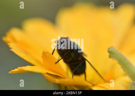 Gocce d'acqua su Blue Bottle Fly (Calliphora sp) che si nutrono in nettare di fiori di marigold a Kirtipur; Kathmandu, Nepal il lunedì 27 aprile 2020. (Foto di Narayan Maharjan/NurPhoto) Foto Stock