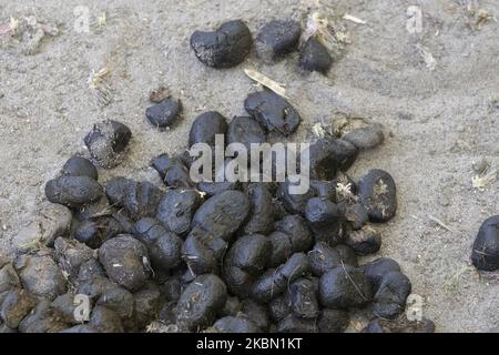 Droppings are seen at the city zoo in Warsaw, Poland on April 27, 2020. The Polish government is facing an increasing push-back from it's opposition and local authorities in it's attempt to organize presidential elections during an epidemic. The ruling Law and Justice party has pushed through changes in legislation to go ahead with a postal vote despite health concerns and logistical complications. Starting May 4 the playgrounds will re-open as the goverment slowly eases restrictions on public life. (Photo by Jaap Arriens/NurPhoto) Stock Photo