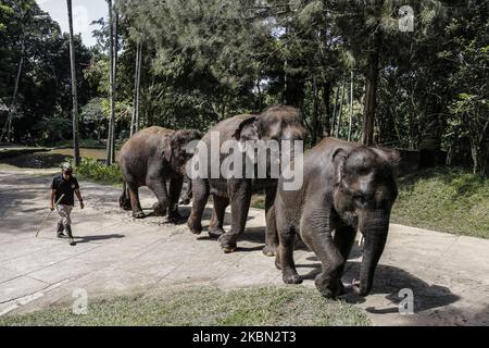 A mahout wearing masks as he watches and directs a group of female Sumatran elephants during grazing as the park closed amid corona virus (Covid-19) outbreak at Bali Elephant Camp in Carangsari Village, Badung, Bali, Indonesia on April 29 2020. During the closed of the amusement park due to Covid-19 outbreak, the elephants are being grazed around the green backyard to save cost for daily food and also for their exercise. (Photo by Johanes Christo/NurPhoto) Stock Photo