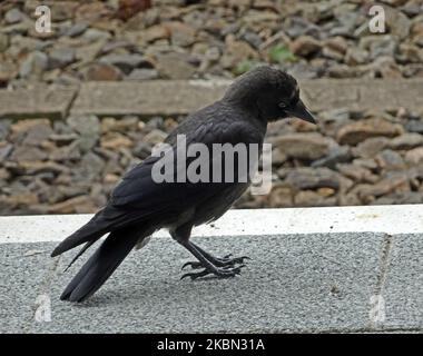 Coloeus monedula or western jackdaw looking for food on the sidewalk in a train station Stock Photo