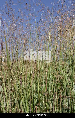 Grumi di erbe, Giardino, Perenne, Panicums, Switch Erba, Panicum virgatum 'Heiliger Hain', Switchgrass, Sky Foto Stock