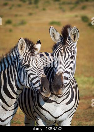 Zebra pianure, o zebra comune, prev. La zebra di Burchell. (Equus quagga prev. Equus burchellii). Capo orientale. Sudafrica Foto Stock
