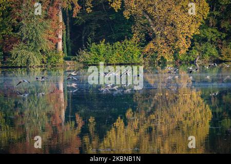 Francia, Lione, 2022-10-19. Oche che volano su un lago con colori autunnali negli alberi e riflessi sull'acqua. Foto Stock