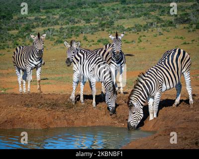 Zebra pianure, o zebra comune, prev. La zebra di Burchell (Equus quagga prev. Equus burchellii) bere. Capo orientale. Sudafrica Foto Stock