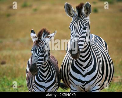 Zebra pianure, o zebra comune, prev. La zebra di Burchell. (Equus quagga prev. Equus burchellii) mare e Foal. Capo orientale. Sudafrica Foto Stock