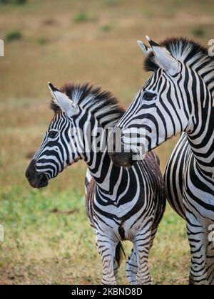 Zebra pianure, o zebra comune, prev. La zebra di Burchell. (Equus quagga prev. Equus burchellii) mare e Foal. Capo orientale. Sudafrica Foto Stock