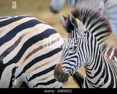Zebra pianure, o zebra comune, prev. La zebra di Burchell. (Equus quagga prev. Equus burchellii) fallo. Capo orientale. Sudafrica Foto Stock