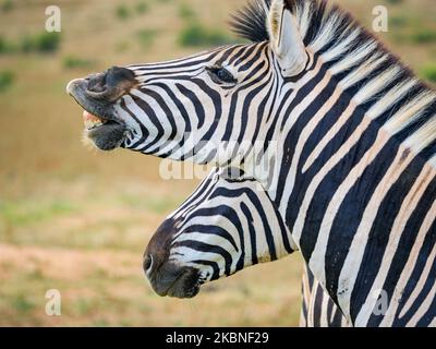Zebra pianure, o zebra comune, prev. La zebra di Burchell. (Equus quagga prev. Equus burchellii) stallone che esibisce una risposta dei fehmen. Capo orientale. Così Foto Stock