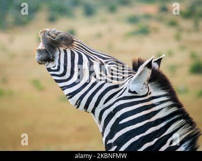 Zebra pianure, o zebra comune, prev. La zebra di Burchell. (Equus quagga prev. Equus burchellii) stallone che esibisce una risposta dei fehmen. Capo orientale. Così Foto Stock