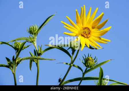 Girasole a dente di sega, Helianthus grosseserratus, girasole a dente spesso, testa di fiore, ornamentale, Fioritura Foto Stock