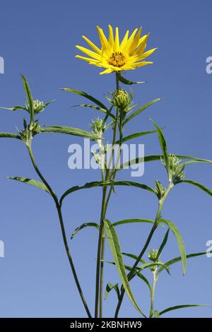 Helianthus, Girasole, Fiore, testa, Girasole, Helianthus grosseserratus, Flowerhead, Ritratto, erbaceo, pianta Foto Stock