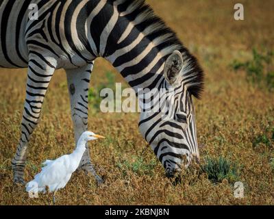 Zebra pianure, o zebra comune, prev. La zebra di Burchell (Equus quagga prev. Equus burchellii) e l'egretta di bestiame (Bubulcus ibis). Capo orientale. South Afr Foto Stock