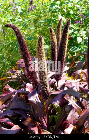 Ornamentali, Millet perla, Millet foglia nera, teste di semi, Millet, Miglio ornamentale, Pennisetum glaucum 'Principe di rame' Foto Stock