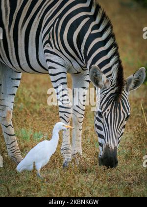 Zebra pianure, o zebra comune, prev. La zebra di Burchell (Equus quagga prev. Equus burchellii) e l'egretta di bestiame (Bubulcus ibis). Capo orientale. South Afr Foto Stock