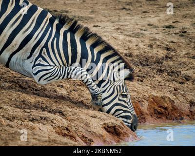Zebra pianure, o zebra comune, prev. La zebra di Burchell (Equus quagga prev. Equus burchellii) bere. Capo orientale. Sudafrica Foto Stock