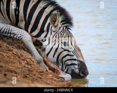Zebra pianure, o zebra comune, prev. La zebra di Burchell (Equus quagga prev. Equus burchellii) bere. Capo orientale. Sudafrica Foto Stock