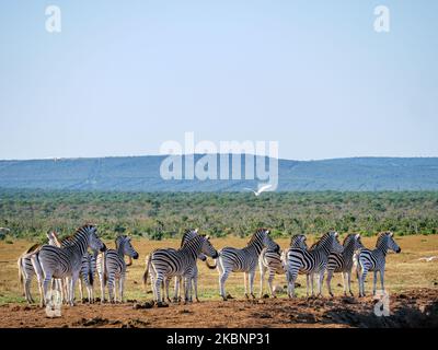 Zebra pianure, o zebra comune, prev. La zebra di Burchell. (Equus quagga prev. Equus burchellii) mandria. Capo orientale. Sudafrica Foto Stock