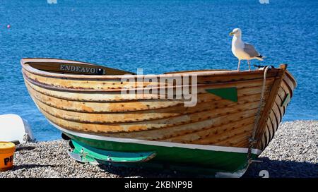 Gabbiano in piedi su una tradizionale barca di legno, Beer, Devon, UK, Europa. Foto Stock