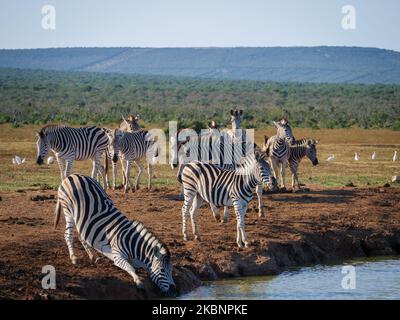 Zebra pianure, o zebra comune, prev. La zebra di Burchell (Equus quagga prev. Equus burchellii) bere. Capo orientale. Sudafrica Foto Stock