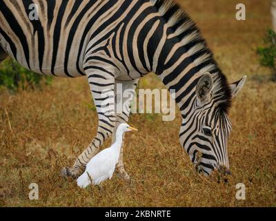 Zebra pianure, o zebra comune, prev. La zebra di Burchell (Equus quagga prev. Equus burchellii) e l'egretta di bestiame (Bubulcus ibis). Capo orientale. South Afr Foto Stock