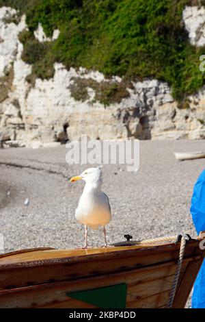 Gabbiano in piedi su una tradizionale barca di legno, Beer, Devon, UK, Europa Foto Stock