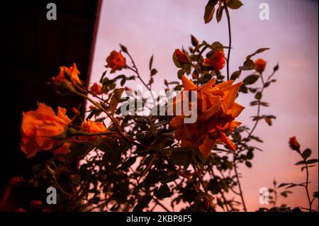 La rosa è vista al tramonto nella città bulgara di Varna. Tarda primavera nella città bulgara del Mar Nero di Varna, Bulgaria il 24 maggio 2020 (Foto di Hristo Rusev/NurPhoto) Foto Stock