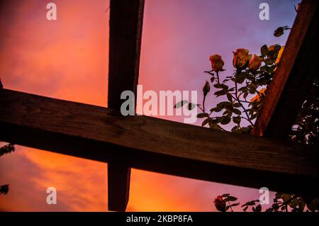 La rosa è vista al tramonto nella città bulgara di Varna. Tarda primavera nella città bulgara del Mar Nero di Varna, Bulgaria il 24 maggio 2020 (Foto di Hristo Rusev/NurPhoto) Foto Stock