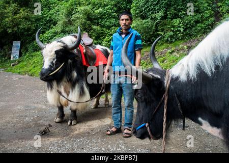 14th luglio 2022, Himachal Pradesh India. Un nativo indiano con un paio di Yak domestico Yak (Bos grunniens), un bovino a capelli lunghi trovato in tutto il Foto Stock