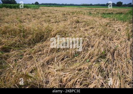 La devastazione di un campo di riso a Tehatta, Bengala Occidentale; India il 28 maggio 2020. Il potente ciclone Amphan si schiamò nella regione costiera di Odisha e Bengala Occidentale il 20 maggio. Tutte le risaie mature nel terreno arabile di Sarat Haldar (Farmer) sono state distrutte a causa del devastante ciclone anfano, che è stato un lungo periodo di sott'acqua a causa dell'effetto della tempesta. (Foto di Soumyabrata Roy/NurPhoto) Foto Stock