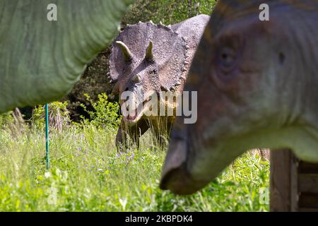 Un modello di Triceratos è visto nel parco divertimenti dei dinosauri a Baltow, Polonia, il 29 maggio 2020. Il popolare complesso ospita solitamente centinaia di turisti ogni giorno. Durante il blocco pandemico Baltow complesso è stato costretto a chiudere le sue attività e riapre parzialmente mentre blocco lentamente facilita. (Foto di Dominika Zarzycka/NurPhoto) Foto Stock