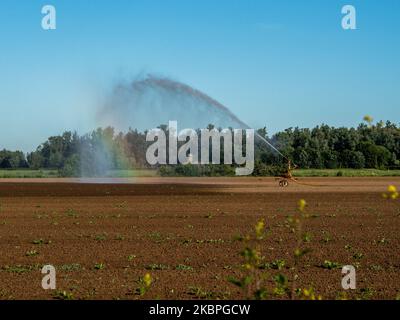 A causa della siccità persistente, gli agricoltori utilizzano impianti sprinkler per irrigare i propri campi, nei Paesi Bassi, il 31st maggio 2020. (Foto di Romy Arroyo Fernandez/NurPhoto) Foto Stock